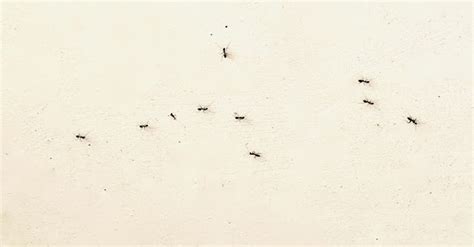 房間突然很多螞蟻